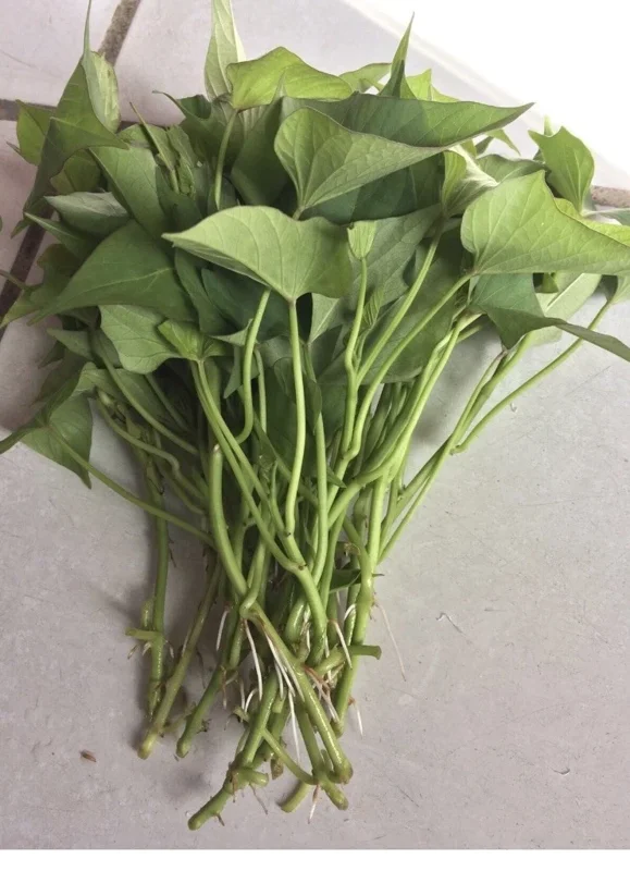 10 Organic Okinawa Purple Sweet Potato Slips - Cuttings Live Plant 10 Organic Okinawa Purple Sweet Potato Slips - Cuttings Live Plant - Image 3