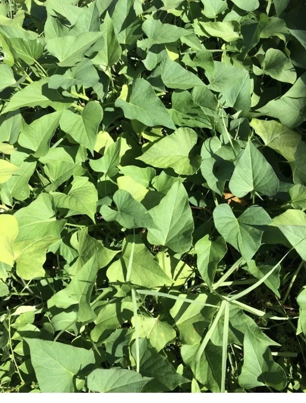 10 Organic Okinawa Purple Sweet Potato Slips - Cuttings Live Plant 10 Organic Okinawa Purple Sweet Potato Slips - Cuttings Live Plant - Image 5