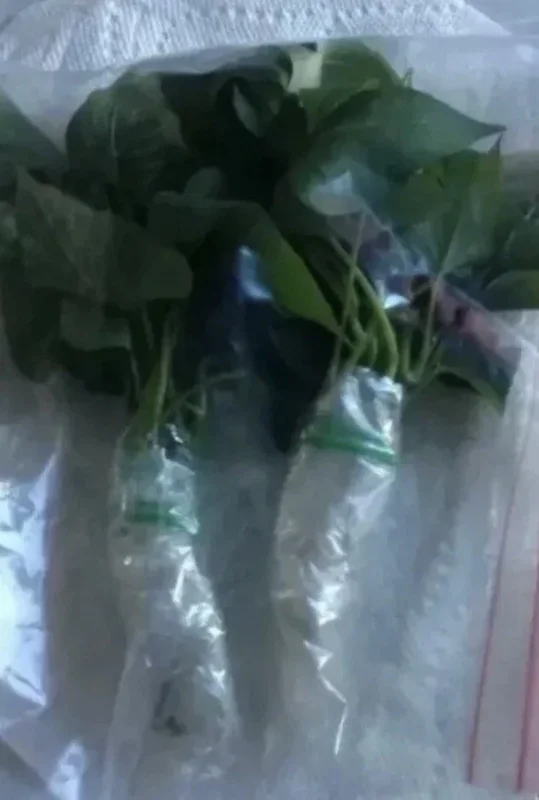 10 Organic Okinawa Purple Sweet Potato Slips - Cuttings Live Plant 10 Organic Okinawa Purple Sweet Potato Slips - Cuttings Live Plant - Image 6
