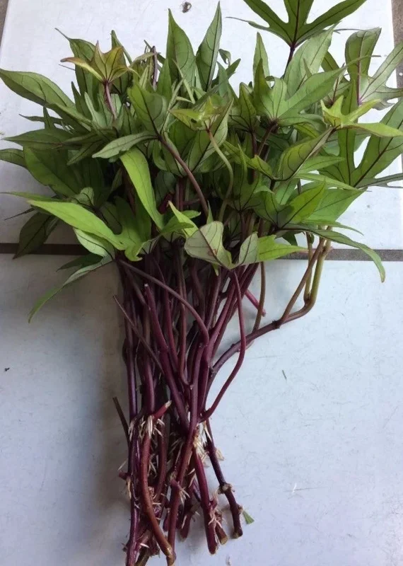 10 Organic Orange Sweet Potato Slips - Cuttings for Growing Edible Tubers 10 Organic Orange Sweet Potato Slips - Cuttings for Growing Edible Tubers - Image 2