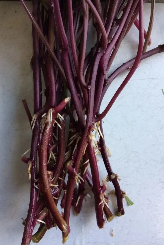 10 Organic Orange Sweet Potato Slips - Cuttings for Growing Edible Tubers 10 Organic Orange Sweet Potato Slips - Cuttings for Growing Edible Tubers - Image 3