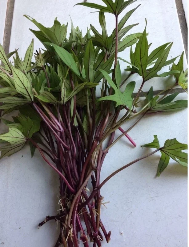 10 Organic Orange Sweet Potato Slips - Cuttings for Growing Edible Tubers 10 Organic Orange Sweet Potato Slips - Cuttings for Growing Edible Tubers - Image 4