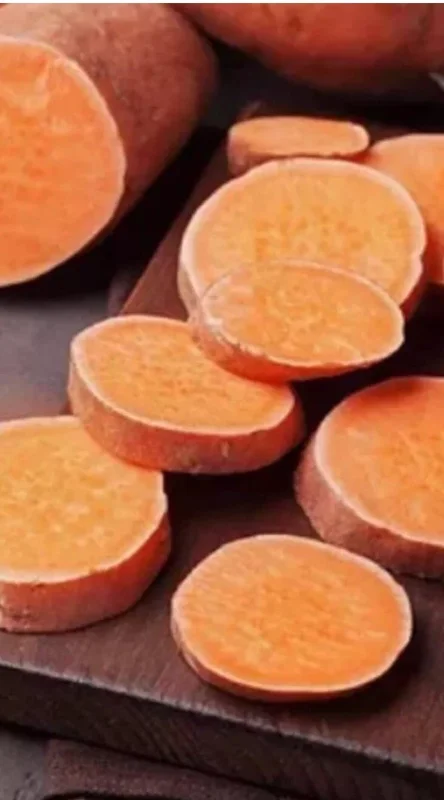 10 Organic Orange Sweet Potato Slips - Cuttings for Growing Edible Tubers 10 Organic Orange Sweet Potato Slips - Cuttings for Growing Edible Tubers - Image 1