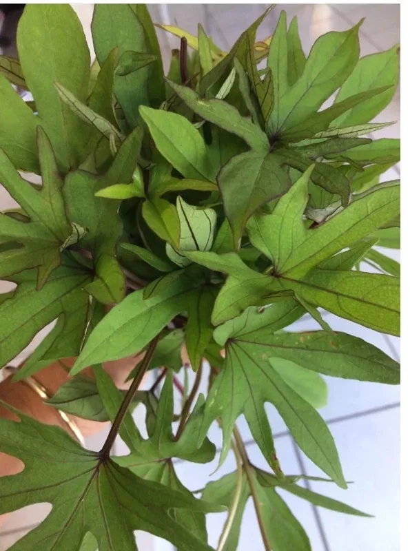 10 Organic Orange Sweet Potato Slips - Cuttings for Growing Edible Tubers 10 Organic Orange Sweet Potato Slips - Cuttings for Growing Edible Tubers - Image 6