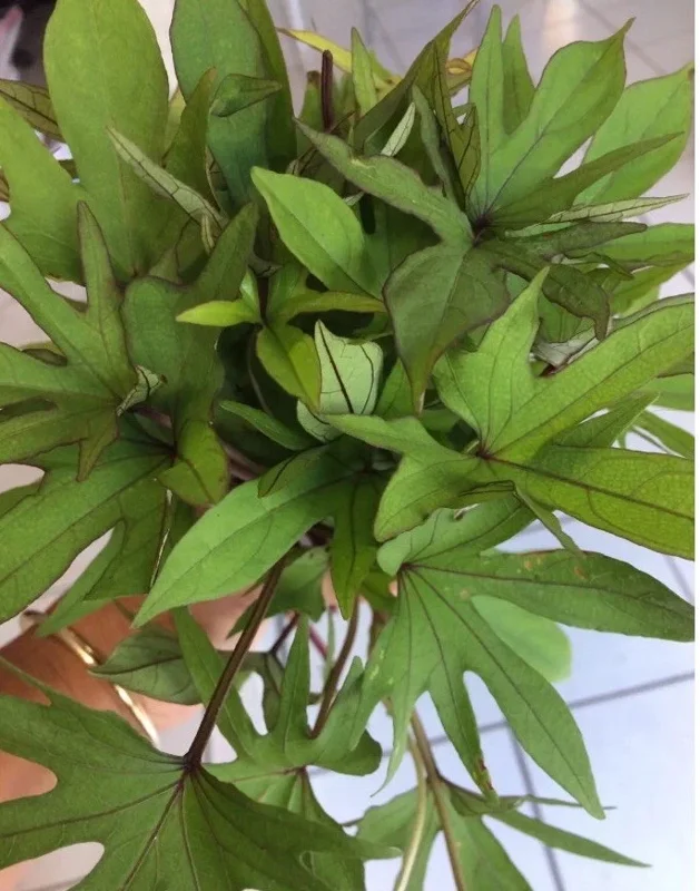 10 Organic Orange Sweet Potato Slips - Cuttings for Growing Edible Tubers 10 Organic Orange Sweet Potato Slips - Cuttings for Growing Edible Tubers - Image 7