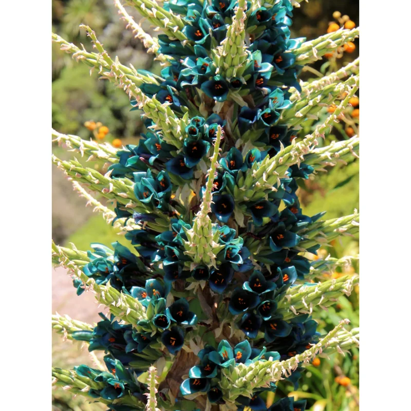 10 Puya Alpestris Seeds - Sapphire Tower Mountain Puya Seeds 10 Puya Alpestris Seeds - Sapphire Tower Mountain Puya Seeds - Image 2
