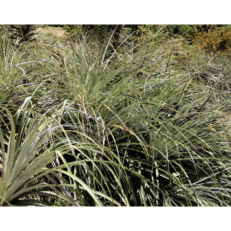 10 Puya Alpestris Seeds - Sapphire Tower Mountain Puya Seeds 10 Puya Alpestris Seeds - Sapphire Tower Mountain Puya Seeds - Image 3