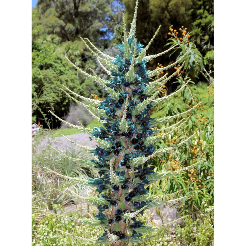 10 Puya Alpestris Seeds - Sapphire Tower Mountain Puya Seeds 10 Puya Alpestris Seeds - Sapphire Tower Mountain Puya Seeds - Image 4