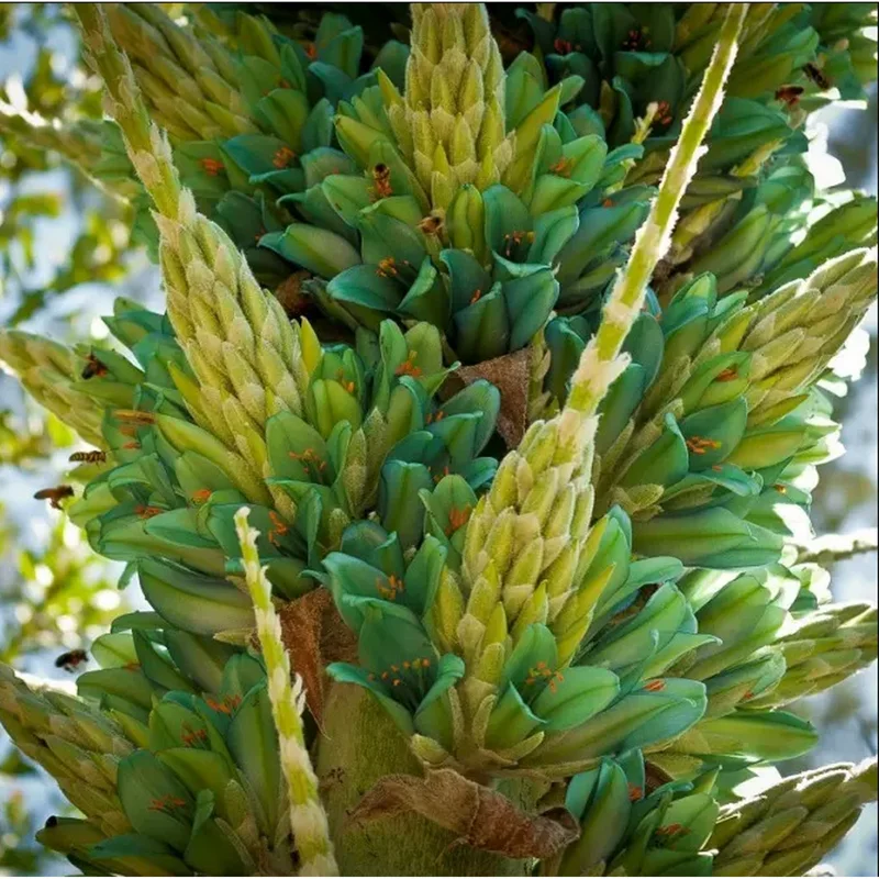 10 Puya Alpestris Seeds - Sapphire Tower Mountain Puya Seeds 10 Puya Alpestris Seeds - Sapphire Tower Mountain Puya Seeds - Image 6