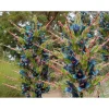 10 Puya Alpestris Seeds - Sapphire Tower Mountain Puya Seeds - Image 1