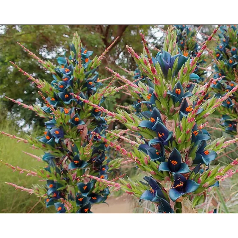 10 Puya Alpestris Seeds - Sapphire Tower Mountain Puya Seeds 10 Puya Alpestris Seeds - Sapphire Tower Mountain Puya Seeds - Image 1
