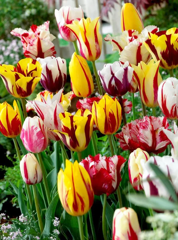 10 Rembrandt Tulip Mix Bulbs - Perennial Flower Bulbs for Outdoor Gardens 10 Rembrandt Tulip Mix Bulbs - Perennial Flower Bulbs for Outdoor Gardens - Image 2