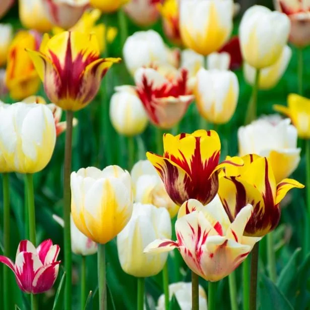 10 Rembrandt Tulip Mix Bulbs - Perennial Flower Bulbs for Outdoor Gardens 10 Rembrandt Tulip Mix Bulbs - Perennial Flower Bulbs for Outdoor Gardens - Image 3