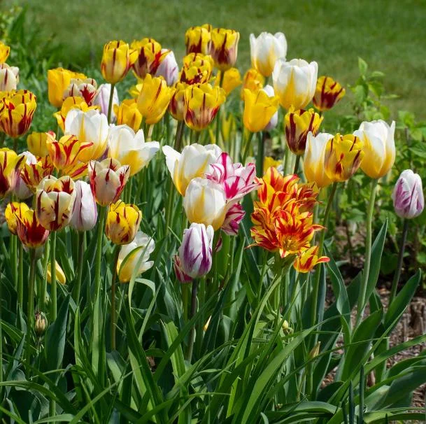 10 Rembrandt Tulip Mix Bulbs - Perennial Flower Bulbs for Outdoor Gardens 10 Rembrandt Tulip Mix Bulbs - Perennial Flower Bulbs for Outdoor Gardens - Image 4