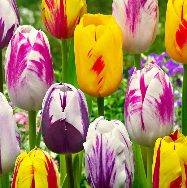 10 Rembrandt Tulip Mix Bulbs - Perennial Flower Bulbs for Outdoor Gardens 10 Rembrandt Tulip Mix Bulbs - Perennial Flower Bulbs for Outdoor Gardens - Image 5