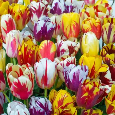 10 Rembrandt Tulip Mix Bulbs - Perennial Flower Bulbs for Outdoor Gardens 10 Rembrandt Tulip Mix Bulbs - Perennial Flower Bulbs for Outdoor Gardens - Image 1