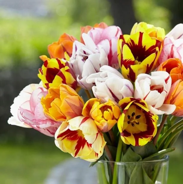 10 Rembrandt Tulip Mix Bulbs - Perennial Flower Bulbs for Outdoor Gardens 10 Rembrandt Tulip Mix Bulbs - Perennial Flower Bulbs for Outdoor Gardens - Image 6