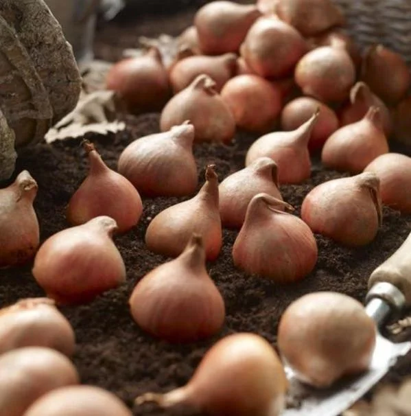 10 Rembrandt Tulip Mix Bulbs - Perennial Flower Bulbs for Outdoor Gardens 10 Rembrandt Tulip Mix Bulbs - Perennial Flower Bulbs for Outdoor Gardens - Image 7