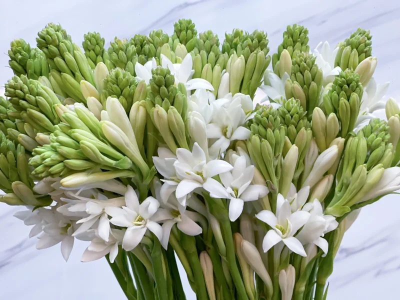 10 Tuberose Bulbs - White Fragrant Single Flower Mexican Polianthes Tuberosa Lily Summer Blooming 10 Tuberose Bulbs - White Fragrant Single Flower Mexican Polianthes Tuberosa Lily Summer Blooming - Image 2