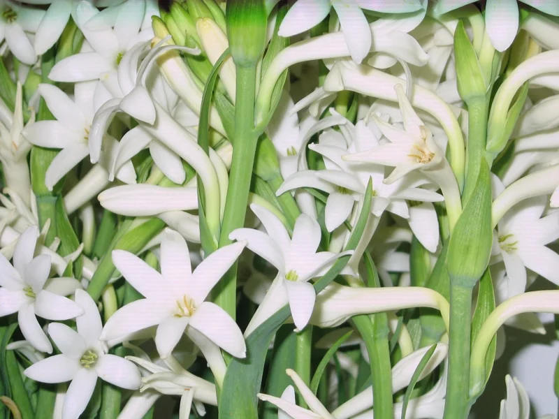 10 Tuberose Bulbs - White Fragrant Single Flower Mexican Polianthes Tuberosa Lily Summer Blooming 10 Tuberose Bulbs - White Fragrant Single Flower Mexican Polianthes Tuberosa Lily Summer Blooming - Image 3