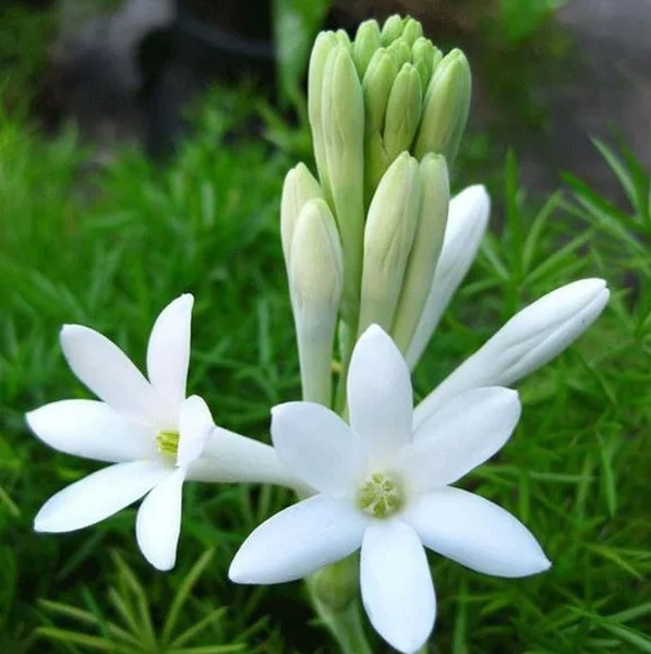 10 Tuberose Bulbs - White Fragrant Single Flower Mexican Polianthes Tuberosa Lily Summer Blooming 10 Tuberose Bulbs - White Fragrant Single Flower Mexican Polianthes Tuberosa Lily Summer Blooming - Image 4