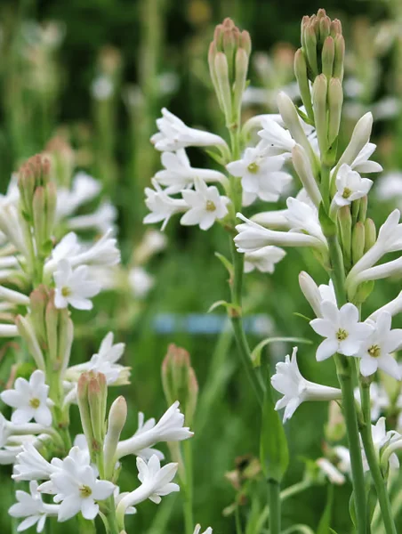 10 Tuberose Bulbs - White Fragrant Single Flower Mexican Polianthes Tuberosa Lily Summer Blooming 10 Tuberose Bulbs - White Fragrant Single Flower Mexican Polianthes Tuberosa Lily Summer Blooming - Image 5