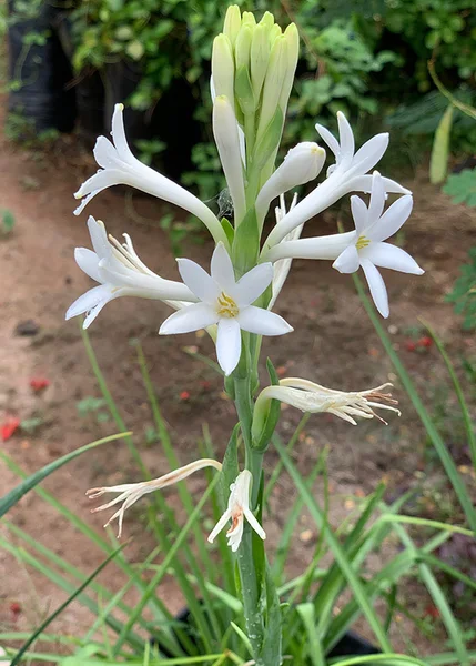 10 Tuberose Bulbs - White Fragrant Single Flower Mexican Polianthes Tuberosa Lily Summer Blooming 10 Tuberose Bulbs - White Fragrant Single Flower Mexican Polianthes Tuberosa Lily Summer Blooming - Image 6