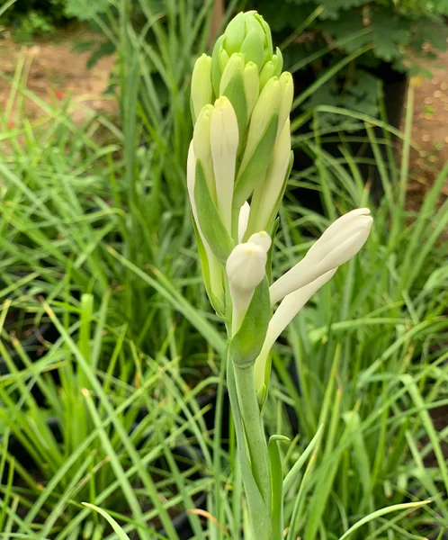 10 Tuberose Bulbs - White Fragrant Single Flower Mexican Polianthes Tuberosa Lily Summer Blooming 10 Tuberose Bulbs - White Fragrant Single Flower Mexican Polianthes Tuberosa Lily Summer Blooming - Image 1