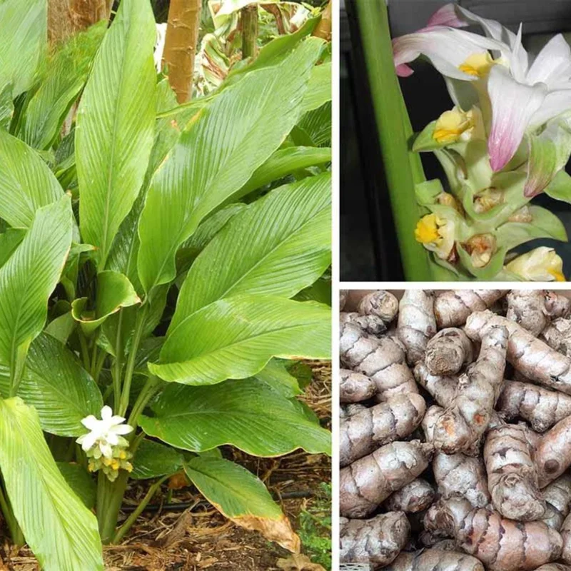 10 Turmeric Roots – Yellow Curcuma Root for Planting Indoor & Outdoor 10 Turmeric Roots – Yellow Curcuma Root for Planting Indoor & Outdoor - Image 2