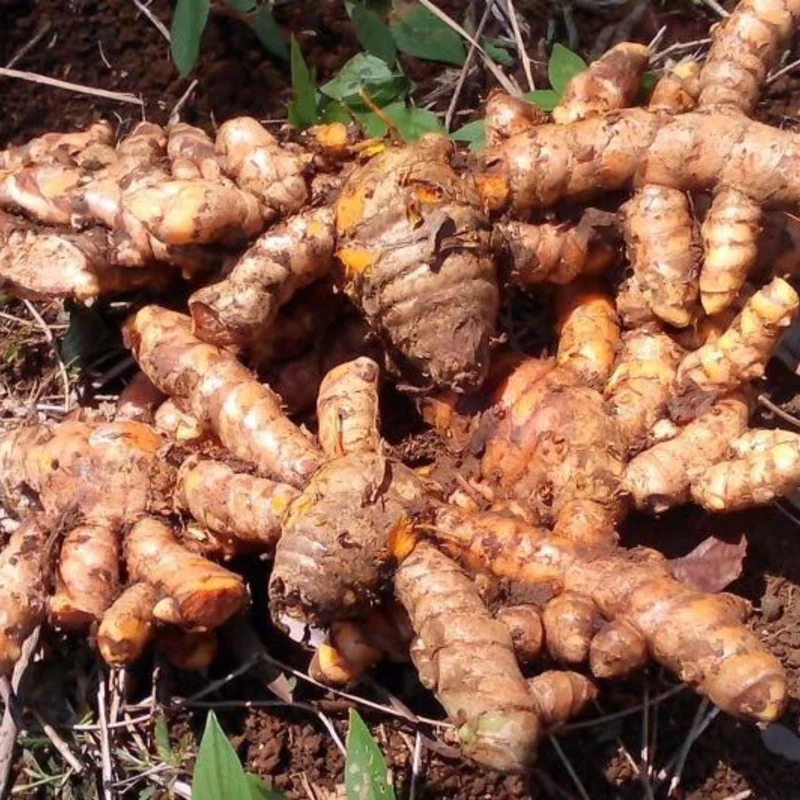10 Turmeric Roots – Yellow Curcuma Root for Planting Indoor & Outdoor 10 Turmeric Roots – Yellow Curcuma Root for Planting Indoor & Outdoor - Image 3