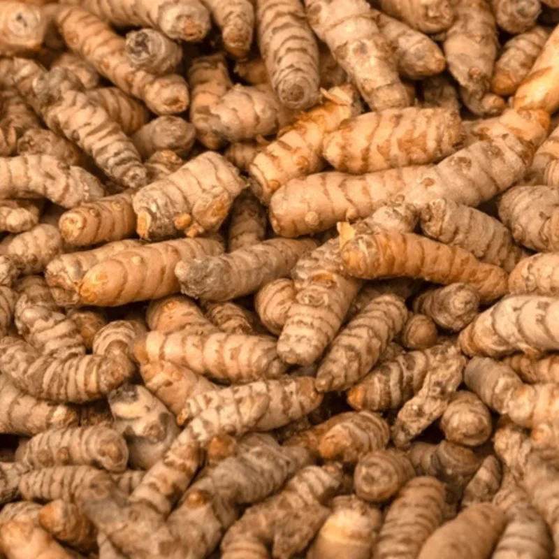 10 Turmeric Roots – Yellow Curcuma Root for Planting Indoor & Outdoor 10 Turmeric Roots – Yellow Curcuma Root for Planting Indoor & Outdoor - Image 6