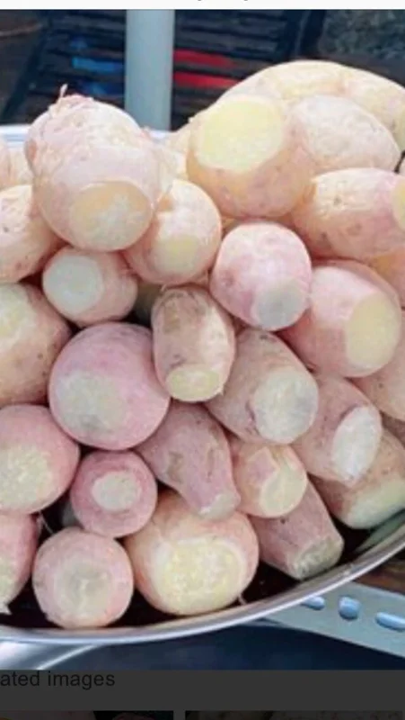 10 White Sweet Potato Slips - Live Plant Cuttings for Bountiful Harvest 10 White Sweet Potato Slips - Live Plant Cuttings for Bountiful Harvest - Image 3