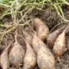 10 White Sweet Potato Slips - Live Plant Cuttings for Bountiful Harvest 10 White Sweet Potato Slips - Live Plant Cuttings for Bountiful Harvest - Image 1