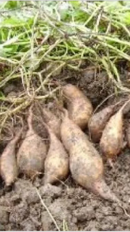10 White Sweet Potato Slips - Live Plant Cuttings for Bountiful Harvest 10 White Sweet Potato Slips - Live Plant Cuttings for Bountiful Harvest - Image 1