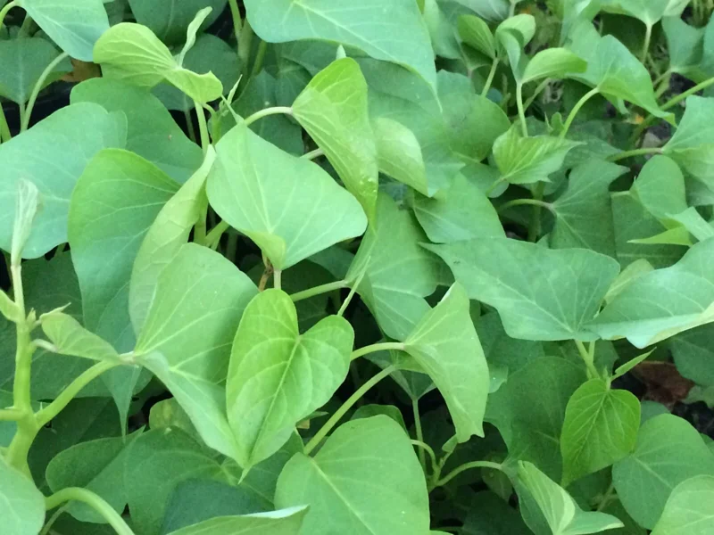10 White Sweet Potato Slips - Live Plant Cuttings for Bountiful Harvest 10 White Sweet Potato Slips - Live Plant Cuttings for Bountiful Harvest - Image 5