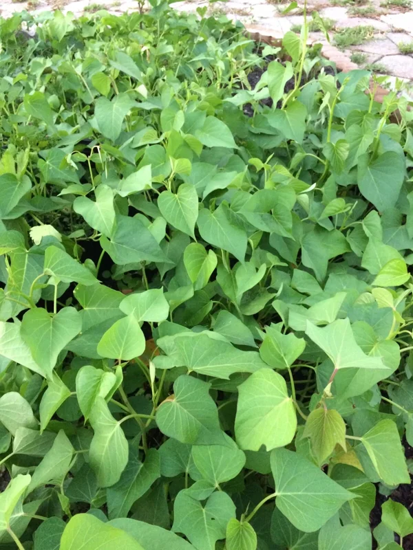 10 White Sweet Potato Slips - Live Plant Cuttings for Bountiful Harvest 10 White Sweet Potato Slips - Live Plant Cuttings for Bountiful Harvest - Image 6