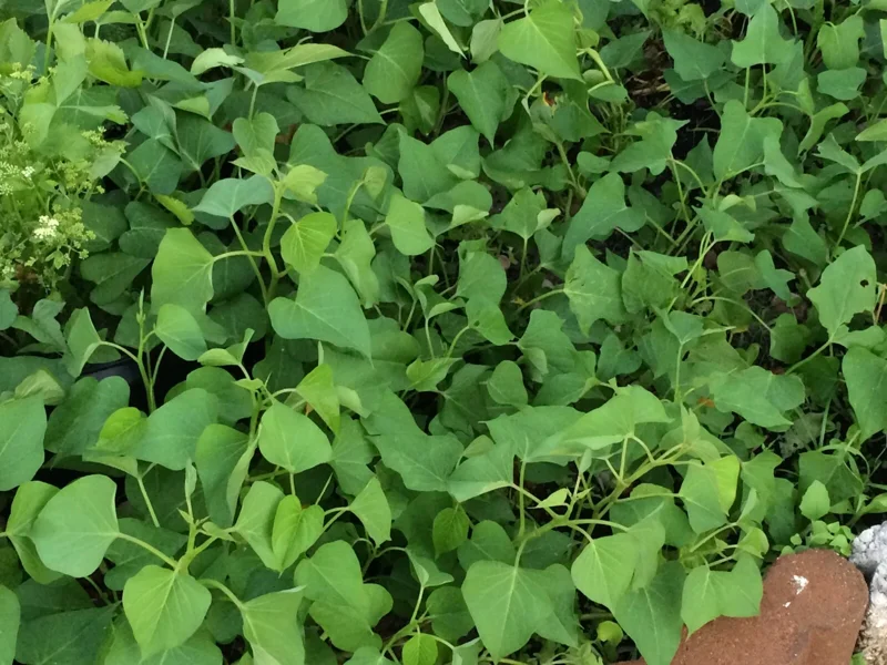 10 White Sweet Potato Slips - Live Plant Cuttings for Bountiful Harvest 10 White Sweet Potato Slips - Live Plant Cuttings for Bountiful Harvest - Image 7