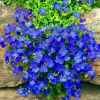 100 Blue Creeping Thyme Seeds - Perennial Ground Cover Plant Seeds for Garden - Image 1