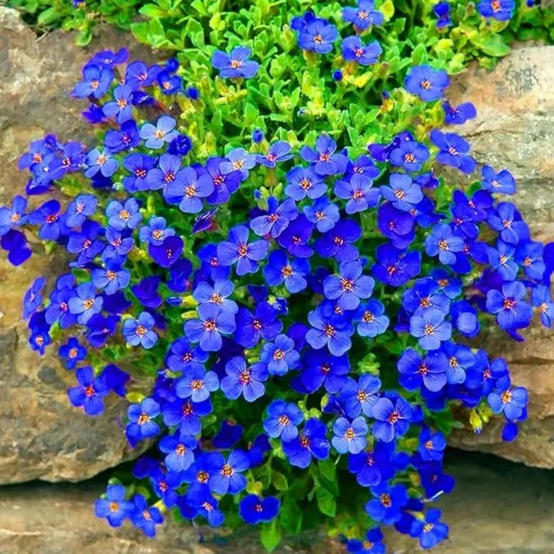 100 Blue Creeping Thyme Seeds - Perennial Ground Cover Plant Seeds for Garden 100 Blue Creeping Thyme Seeds - Perennial Ground Cover Plant Seeds for Garden - Image 1