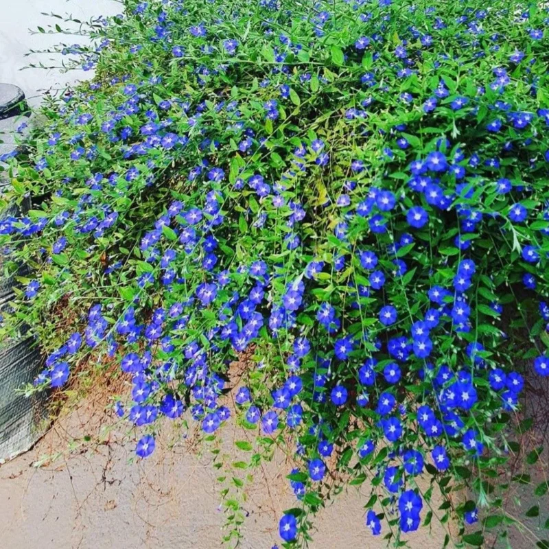 100 Blue Creeping Thyme Seeds - Perennial Ground Cover Plant Seeds for Garden 100 Blue Creeping Thyme Seeds - Perennial Ground Cover Plant Seeds for Garden - Image 3