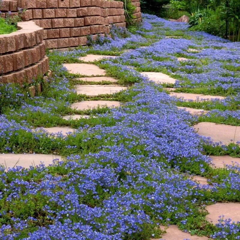 100 Blue Creeping Thyme Seeds - Perennial Ground Cover Plant Seeds for Garden 100 Blue Creeping Thyme Seeds - Perennial Ground Cover Plant Seeds for Garden - Image 4