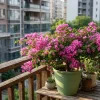 100 Bougainvillea Seeds - Beautiful Perennial Flowering Vine for Garden & Balcony 100 Bougainvillea Seeds - Beautiful Perennial Flowering Vine for Garden & Balcony - Image 1
