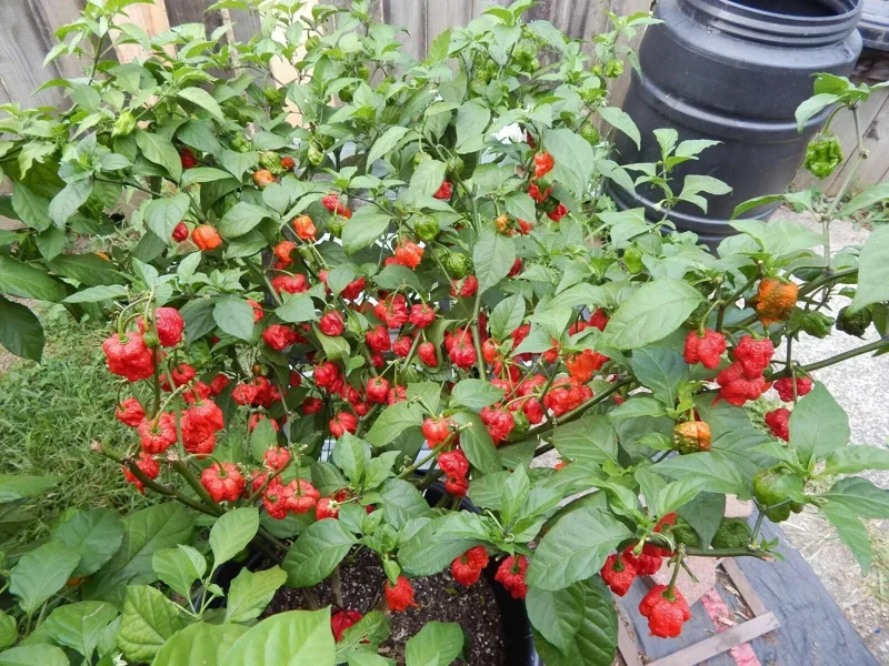 100 Carolina Reaper Chili Pepper Seeds - World Record Hot Vegetable Seeds 100 Carolina Reaper Chili Pepper Seeds - World Record Hot Vegetable Seeds - Image 2