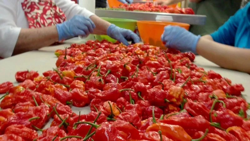 100 Carolina Reaper Chili Pepper Seeds - World Record Hot Vegetable Seeds 100 Carolina Reaper Chili Pepper Seeds - World Record Hot Vegetable Seeds - Image 3