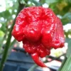 100 Carolina Reaper Chili Pepper Seeds - World Record Hot Vegetable Seeds - Image 1