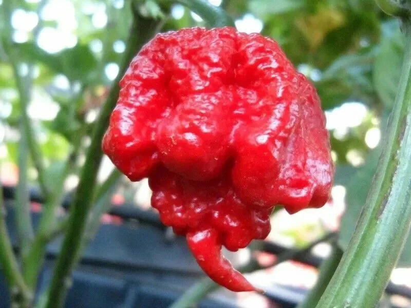 100 Carolina Reaper Chili Pepper Seeds - World Record Hot Vegetable Seeds 100 Carolina Reaper Chili Pepper Seeds - World Record Hot Vegetable Seeds - Image 1