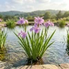 100 Count Iris Flower Seeds - Perennial Flowering for Outdoor Gardens - Image 1