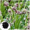 100 Egyptian Walking Onion Seeds - Perennial Multiplier Onion Seeds for Planting - Image 1