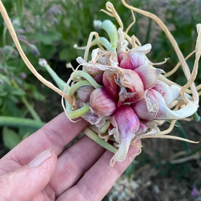 100 Egyptian Walking Onion Seeds – Perennial Outdoor Planting – Hardy & Low Maintenance 100 Egyptian Walking Onion Seeds – Perennial Outdoor Planting – Hardy & Low Maintenance - Image 9