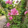 100 Hibiscus Flower Seeds - Roselle Genus - Outdoor Garden Planting - Image 1